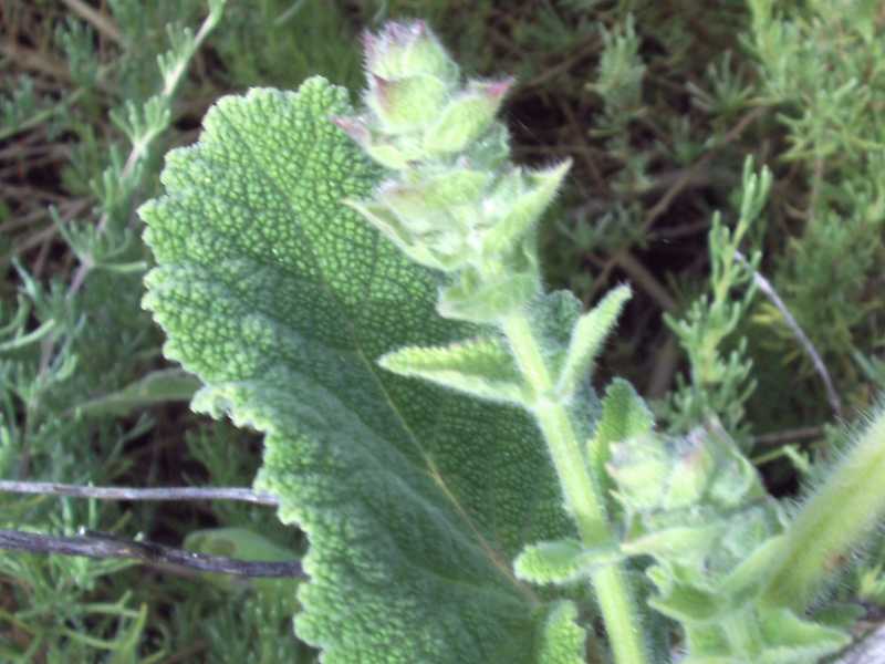Salvia desoleana / Salvia di Desole